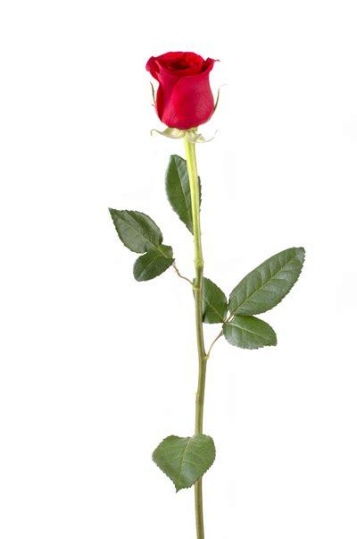 long stemmed rose